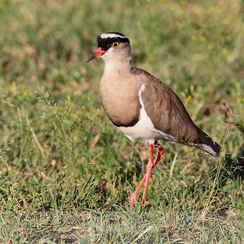 Crowned Lapwing standing in short grass - Crowned Lapwing