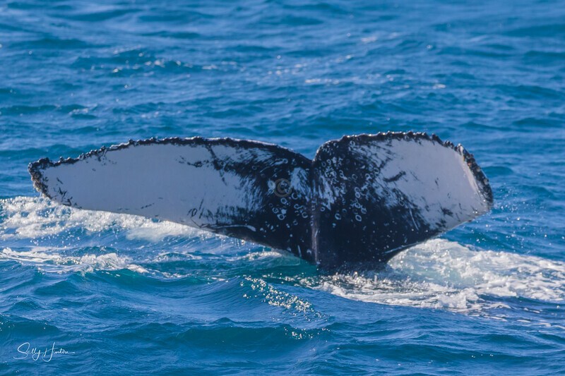 Beautiful Fluke 1. 0A3A4467 27-08-25 - 2025 Whales