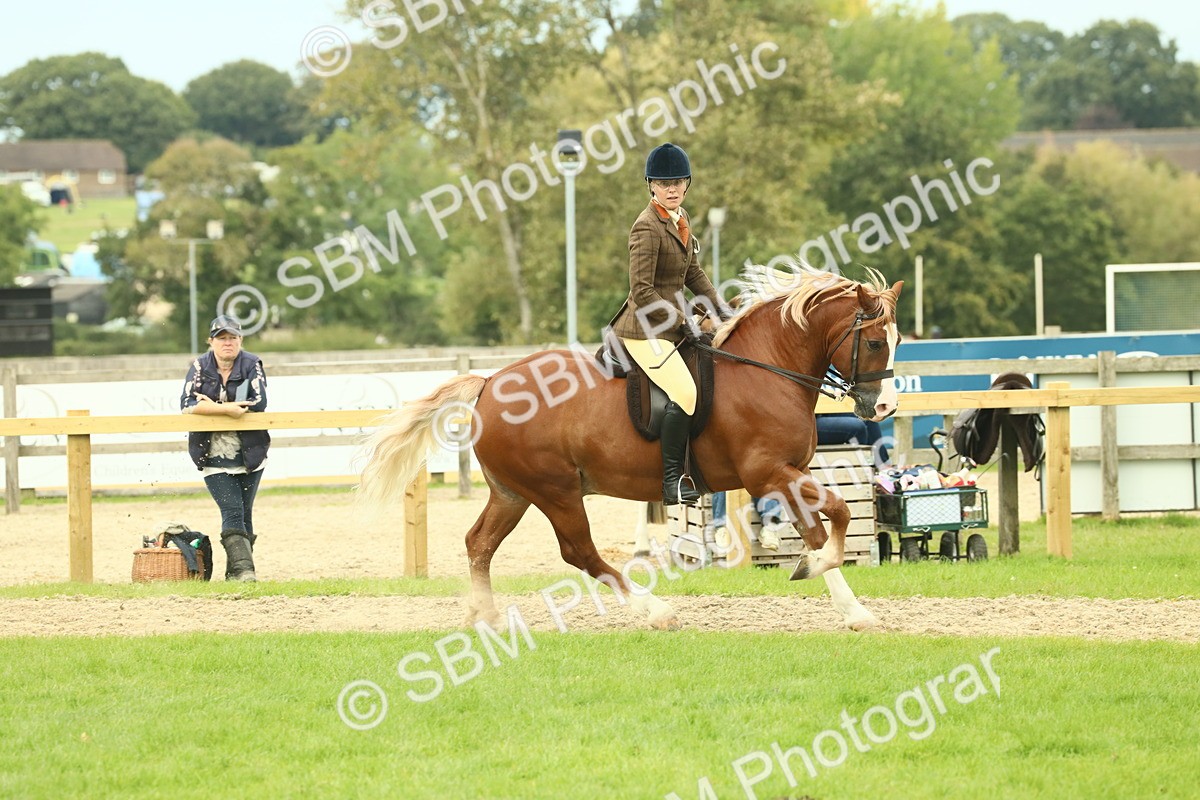 SBM_71960 - S60 - Mountain & Moorland Ridden Large Breeds