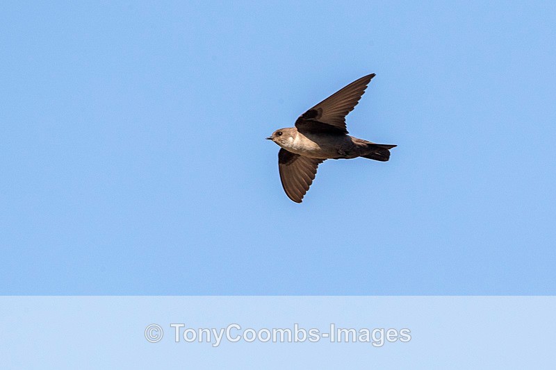 Crag Martin - Lesvos ~ Other Birds