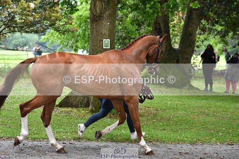 240522-165024-01193 - 263-CHILLI_MORNING_IV-Gemma_Stevens