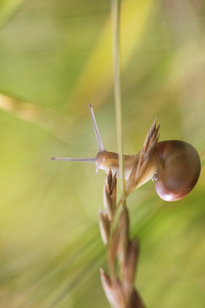  - Insects & Snails, Great Britain