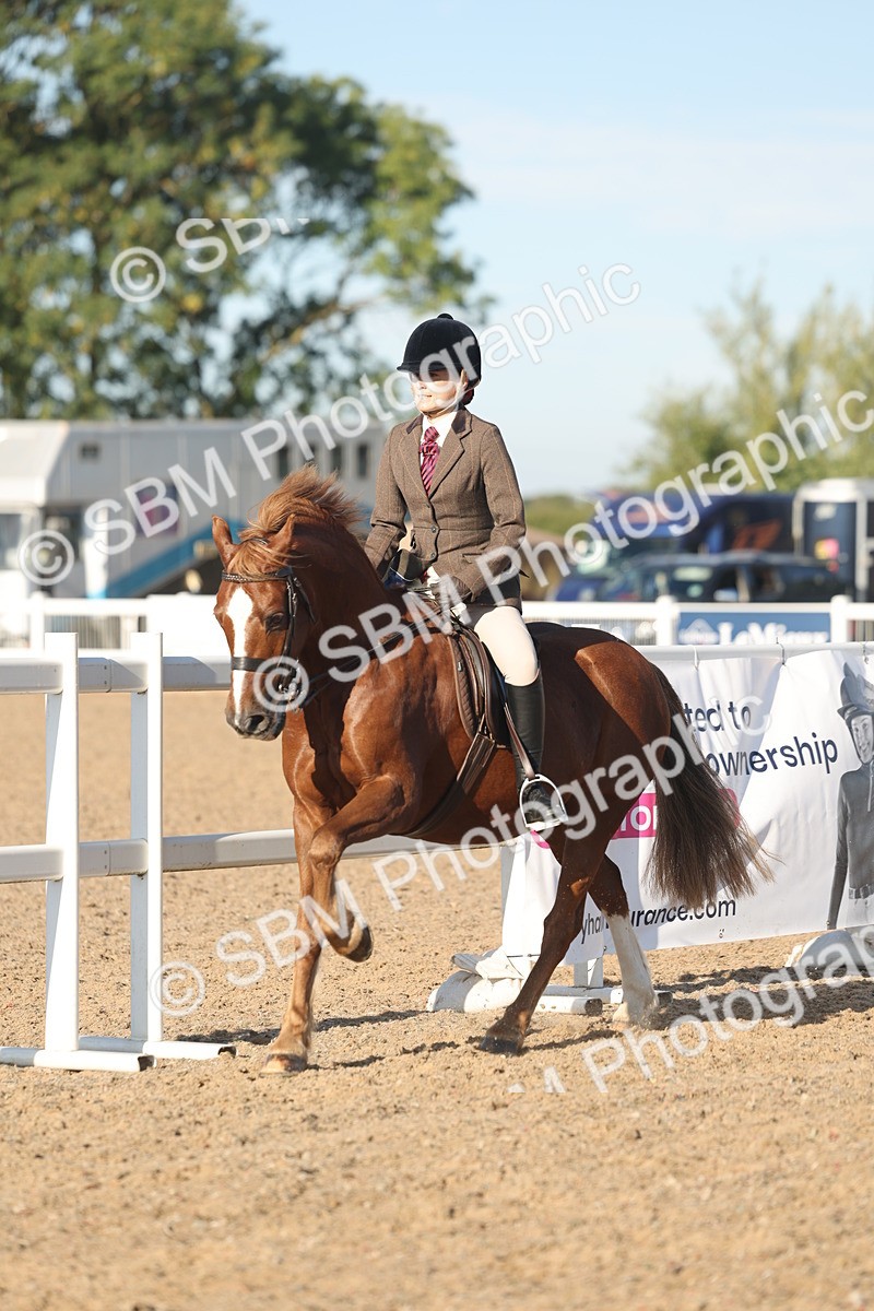 SBM_11033 - Class 302 - Ridden M&M Large Breeds
