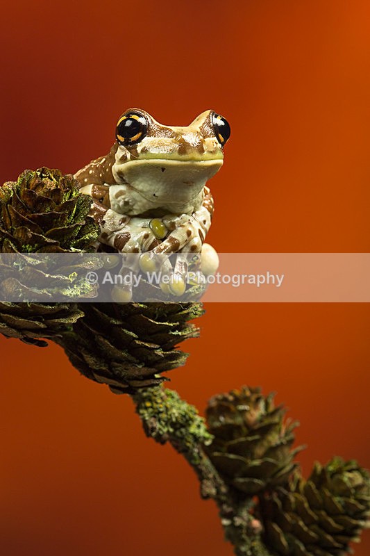 20140325-3K8A9540 - Frogs & Toads