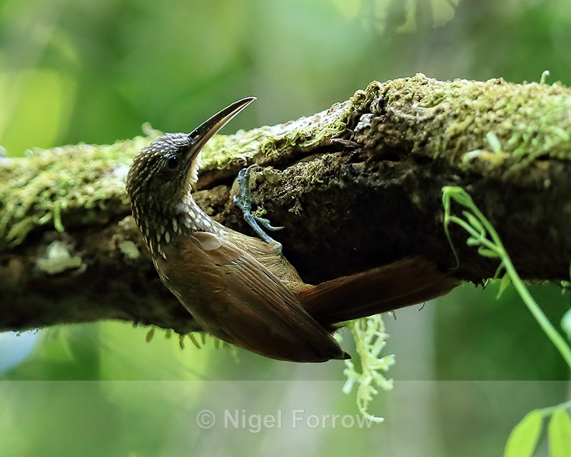 Cocoa Woodcreeper, Copa De Arbol, Costa Rica - Cocoa Woodcreeper