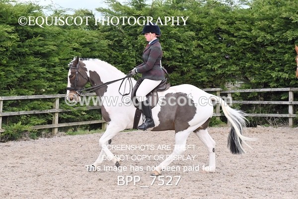 BPP_7527 - RING 1  (RIDDEN HORSES / IN HAND / VETERAN ETC)