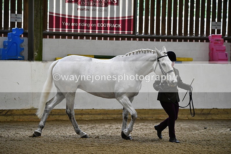WJ5_4576 - Class 3 Part Bred In hand