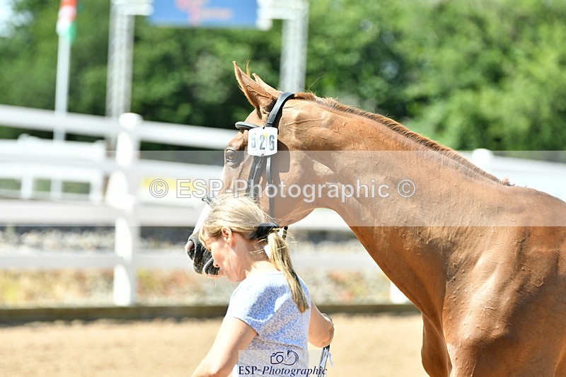 230719A-120643-00102 - Trot Up 12pm to 1pm