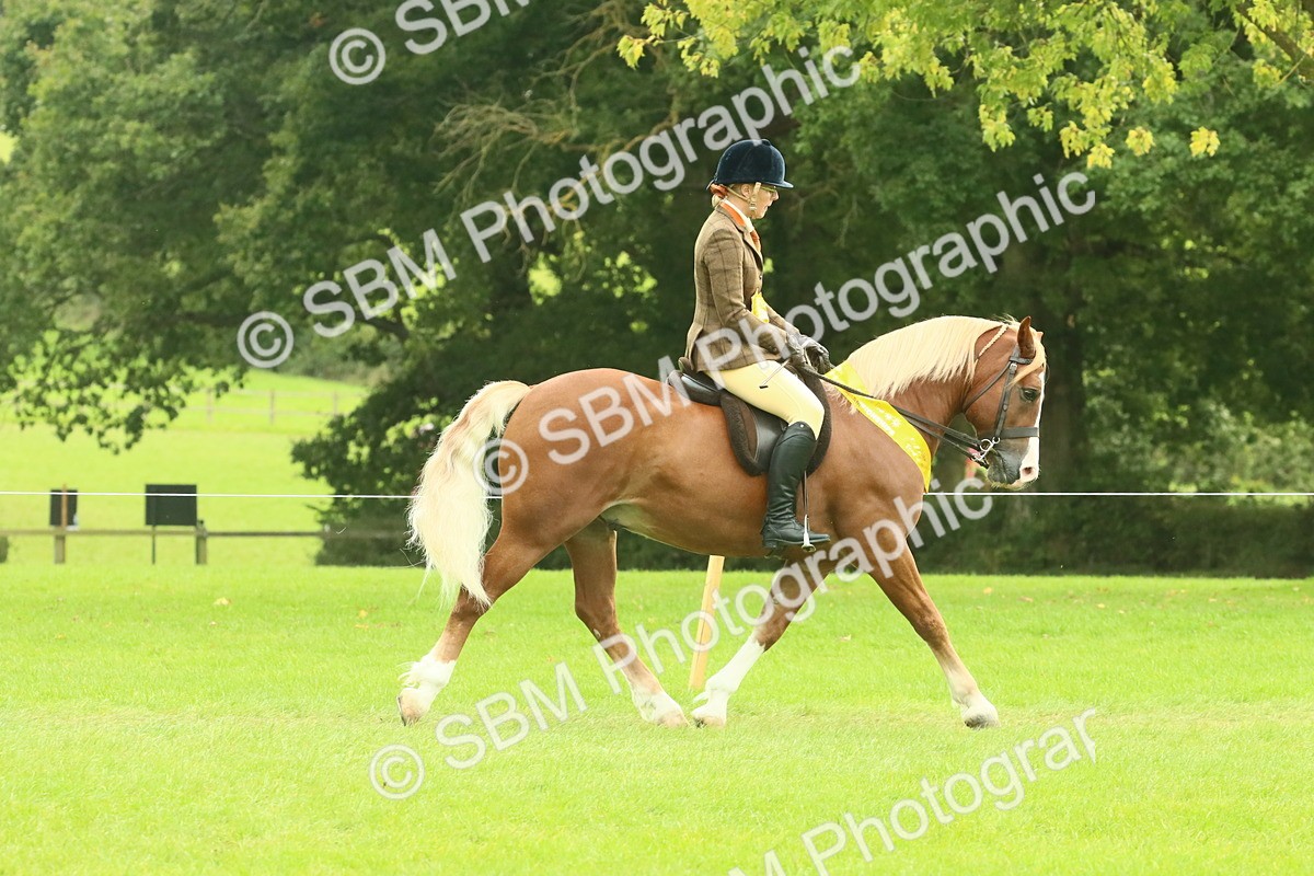 SBM_74973 - Ridden Pony Supreme Championship