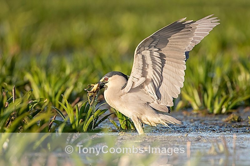 Night Heron - Danube Delta