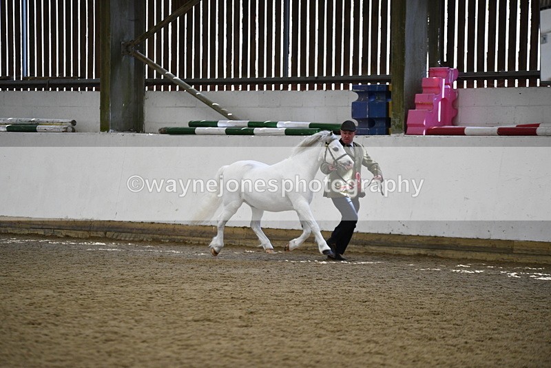 WJ5_5622 - Morning in hand Championship