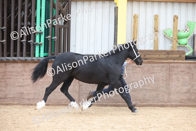 20251109-1142 - Championship