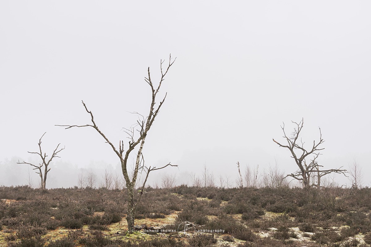  - Charred Mist