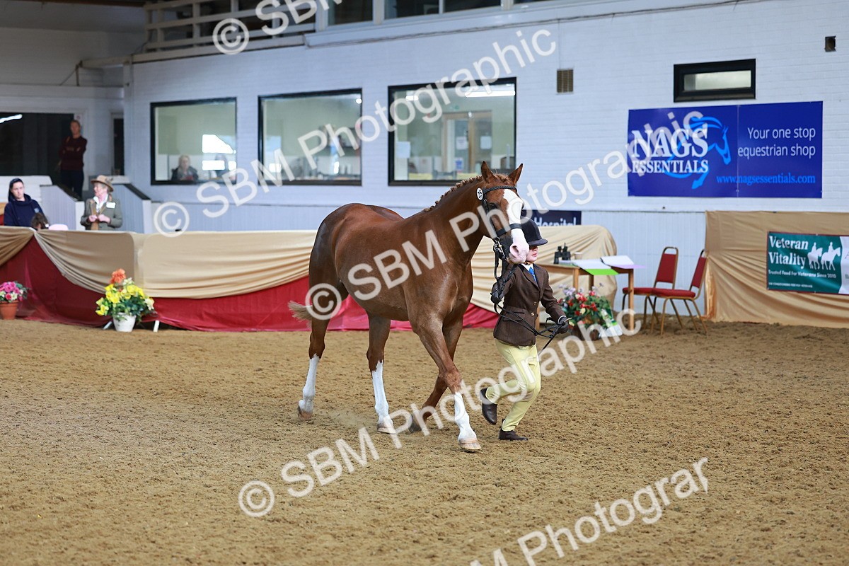 SBM_07722 - Class 101 - HOYS Veteran Qualifier - Ridden Diamond