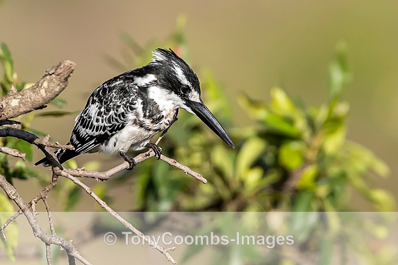 Pied Kingfisher - Mara North ~ Birds