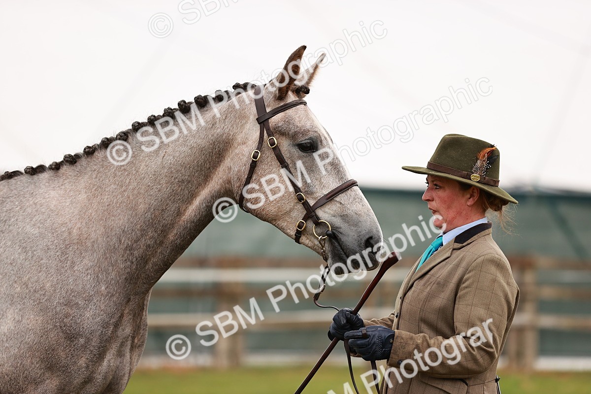 SBM_00705 - Class 26-30 Sport Horse In Hand