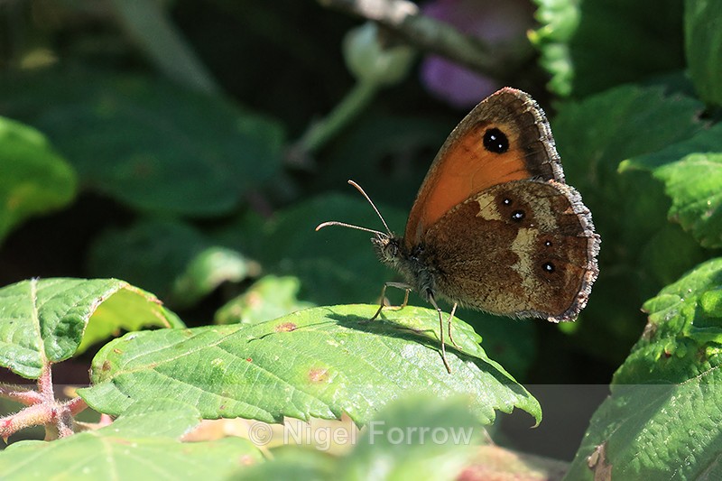 Gatekeeper, SW Coast Path, Dorset - INSECTS