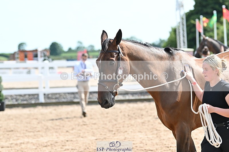 240717A-154526-03041 - Trot Up 3pm to 4pm
