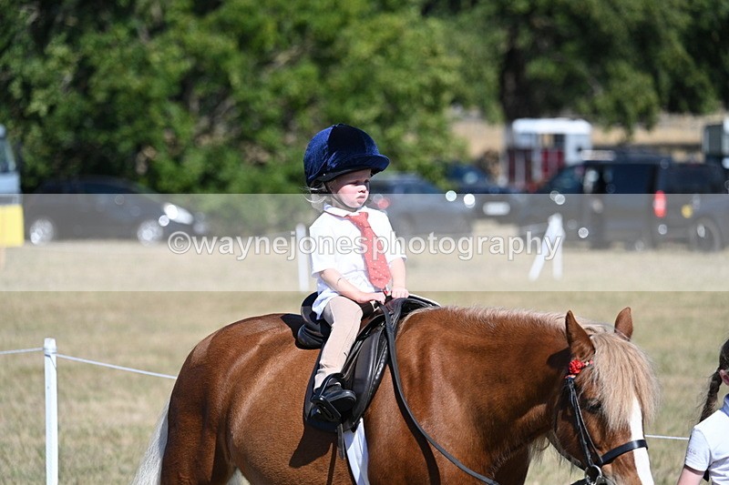 WJ7_1435 - Class 42 Most Handsome Gelding