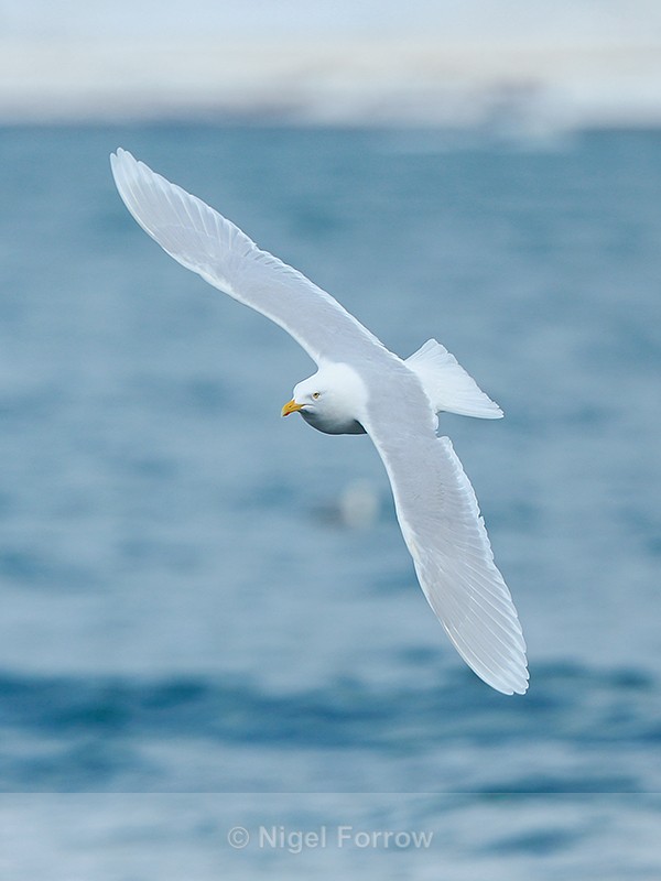 Adult Glaucous Gull in flight, Grundarfjörður, Iceland - Glaucous Gull