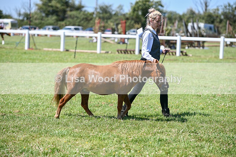 DSC_7108 - Class 61: Miniature Horse 4yrs & over