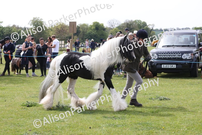 20260426-3353 - Class 27 - Coloured Horses and Ponies
