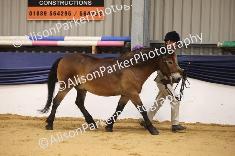 20260913-1081 - Class 109 - Bred On Exmoor In Hand