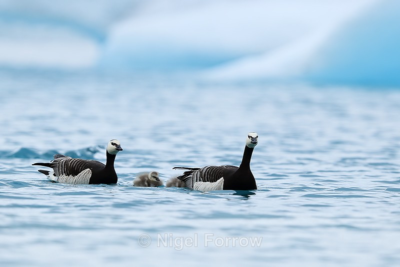 Barnacle Geese swimming on lagoon, Jokulsarlon, Iceland - Barnacle Goose