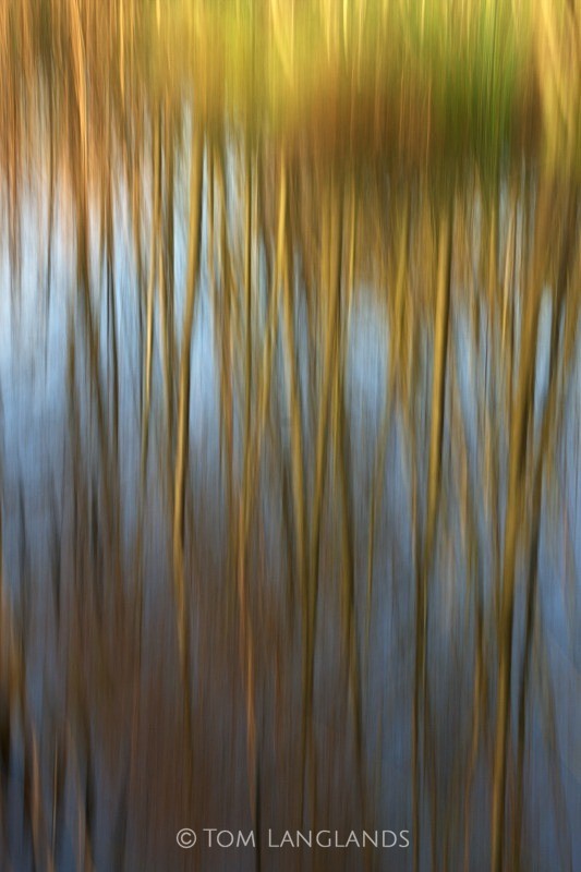 Wetland - Landscapes