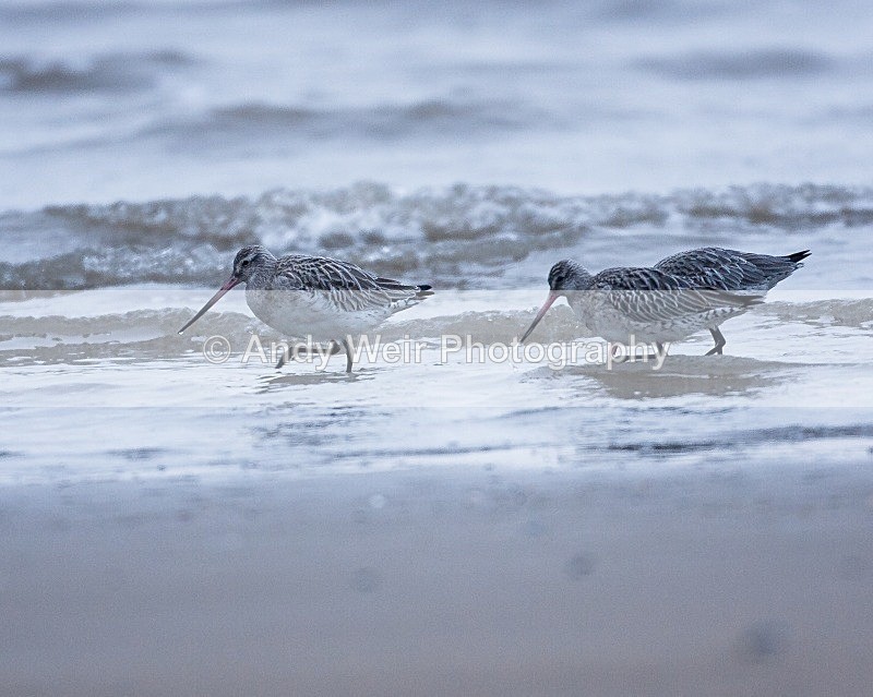 20090104-060 - Black Tailed Godwit