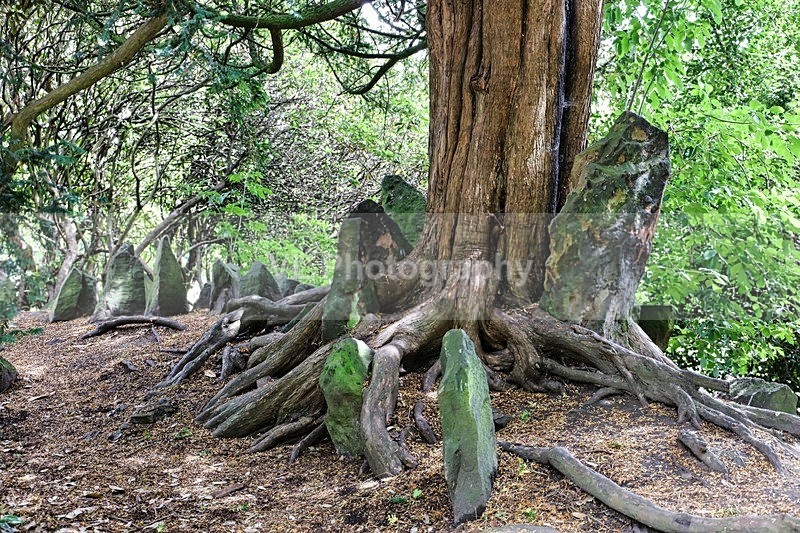 Stone Bothering - Liverpool