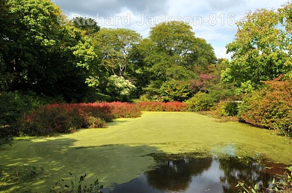 Algae on the pond - Out-and-About