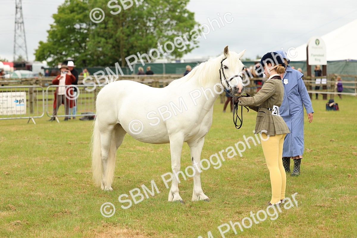 SBM_04208 - Class 64-67 - Shetland Pony In Hand
