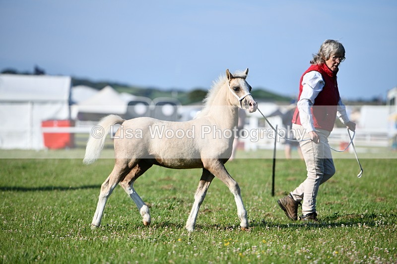 DSC_5231 - Classes 47 & 48: NPS M&M Brood Mare and Foal