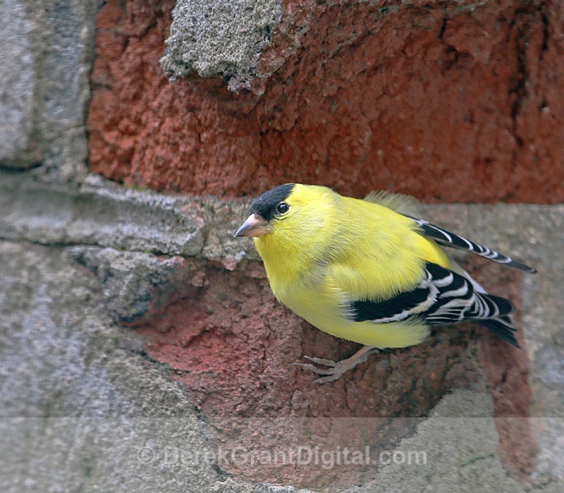 American Goldfinch (m) - Urban Wildlife