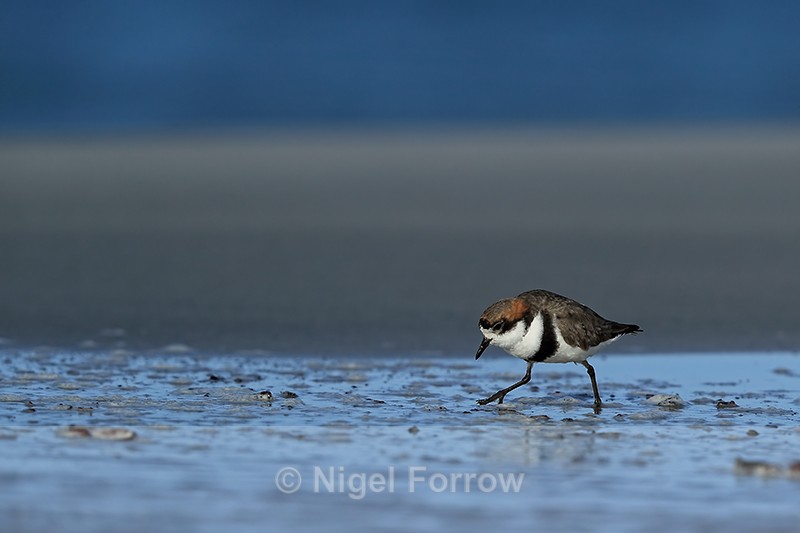 Two-banded Plover looking for food, Sea Lion Island - Two-banded Plover