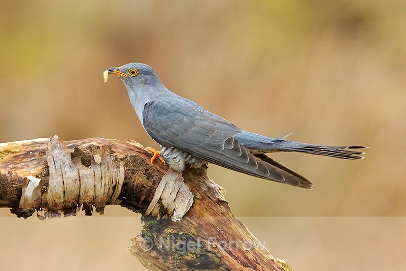 Cuckoo (male) with caterpillar, Scotland - Cuckoo