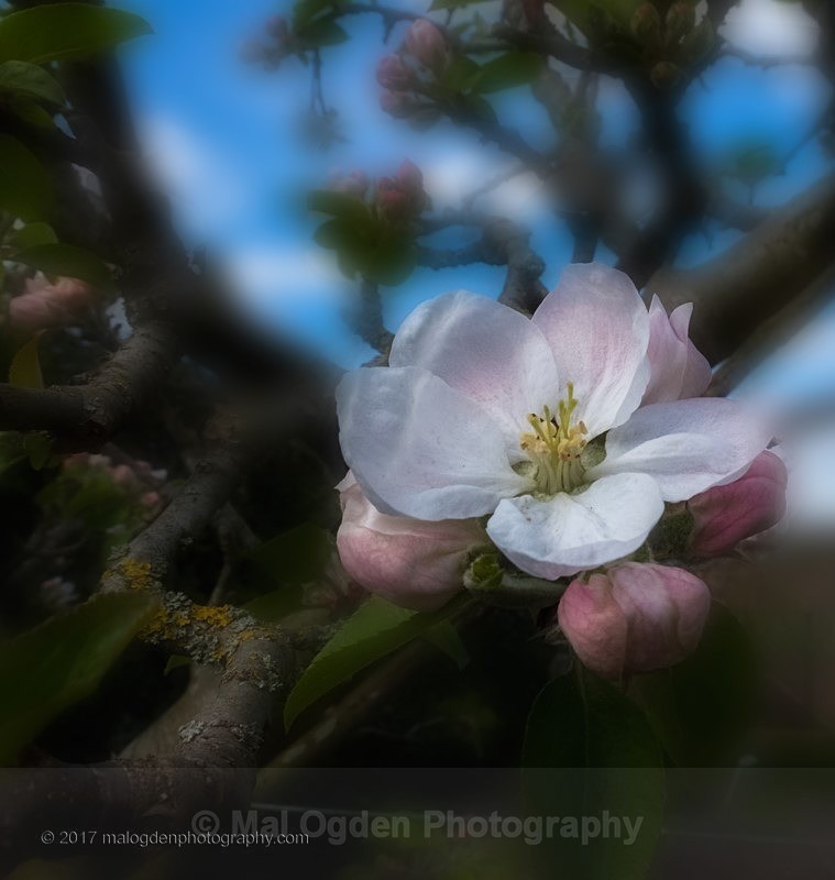 Blossom Time - Flora & Fauna