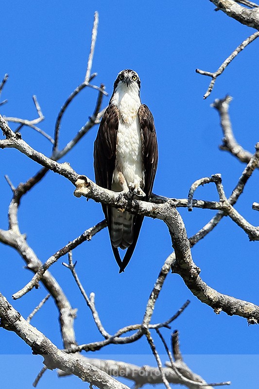 Osprey perched high in tree, Costa Rica - Osprey