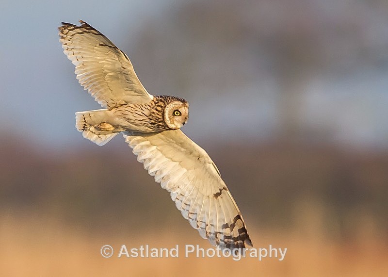 Astland Photography, Bird and Wildlife Images, Susan and Peter Wilson, U.K.