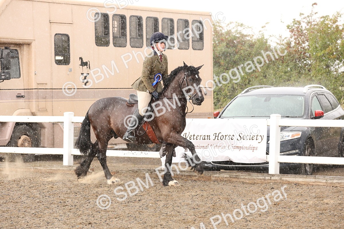 SBM_07608 - Class 59b -  Style & Performance - 80cm (20+)