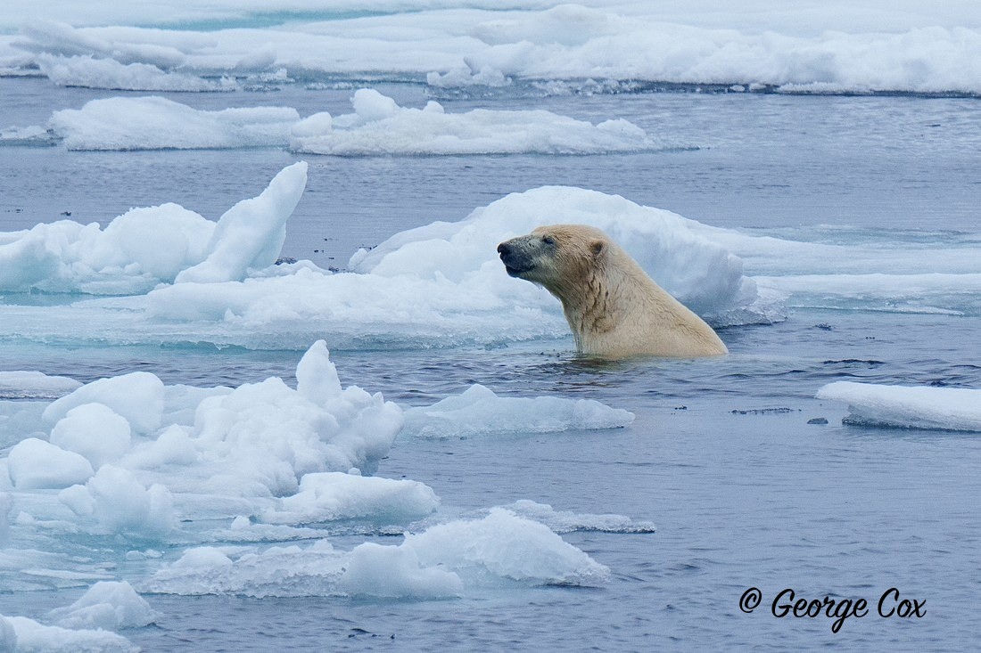 Polar Bear been for a swim - Svalbard - Realm of the Polar Bear