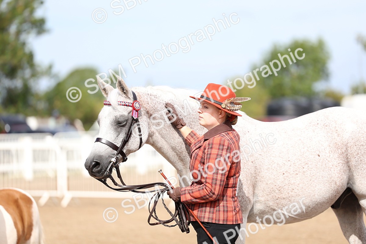 SBM_01890 - Class 18 - Handsomest Gelding - IH or Ridden