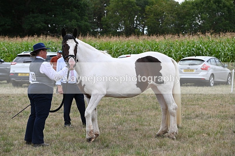 WJ6_5560 - Class 18 In-hand Coloured