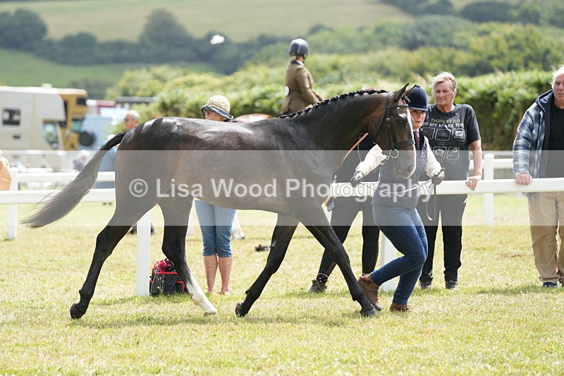 DSC06097 - Class 54: Hunter/Riding Horse/Hack 1 & 2 yr olds
