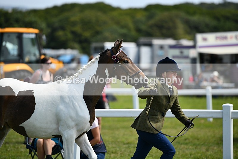 DSC_7478 - Class 63: Coloured Horse Youngstock