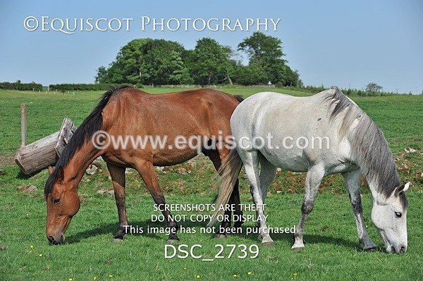 DSC_2739 - ARCHIVE REQUEST - Quincy and Guinness