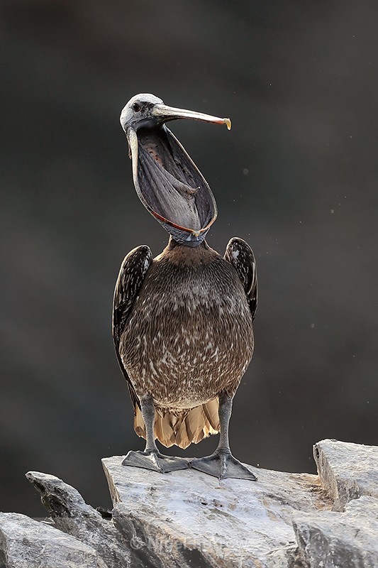 Peruvian Pelican, open bill, Chile - Peruvian Pelican