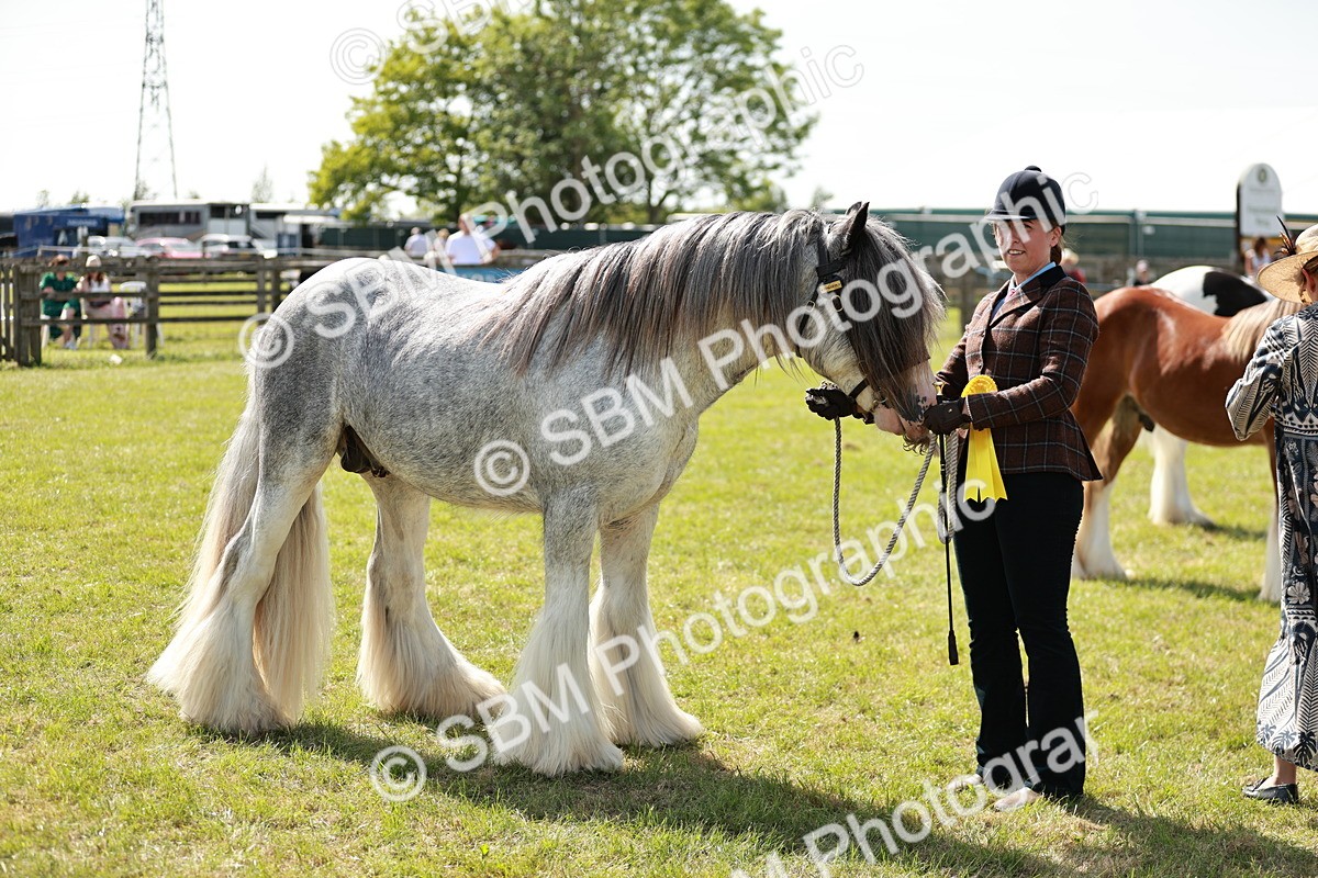 SBM_08700 - Class 63-65 - Traditional Gypsy Cobs In Hand & Ridden