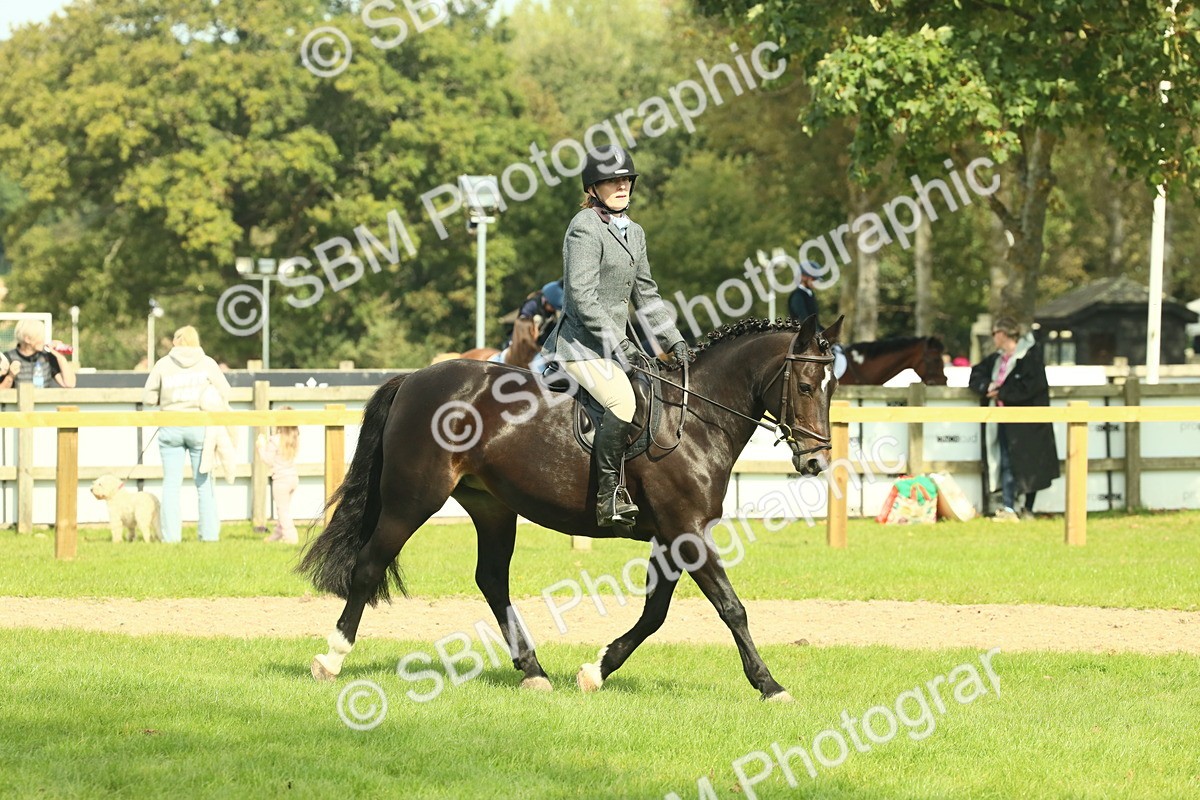 SBM_66650 - S34 - Rehabilitated Rescue Horse & Pony In Hand & Ridden